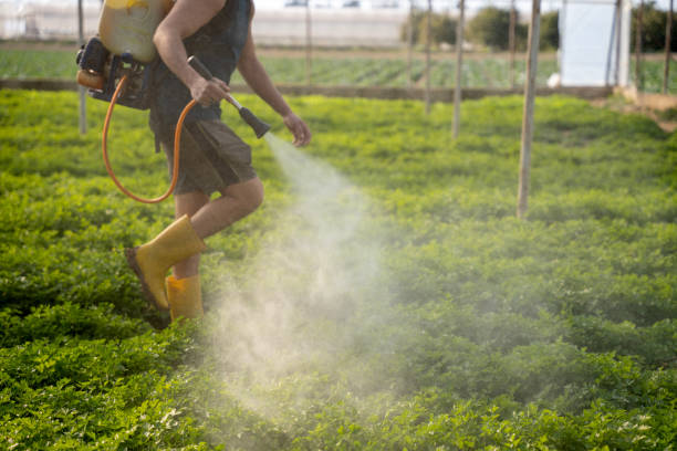 Best Pest Prevention Services  in Willits, CA