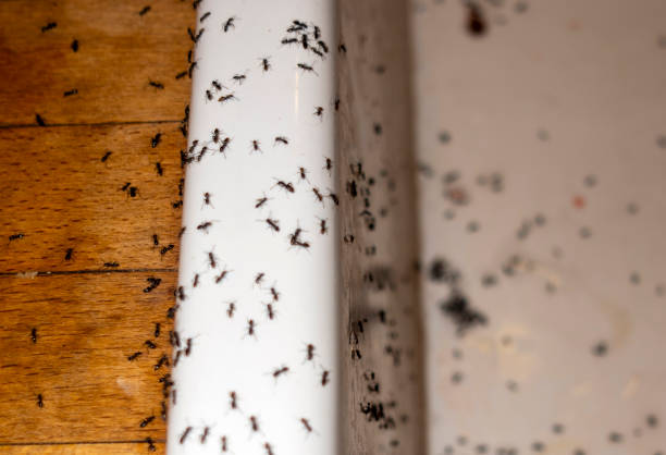 Best Residential Pest Control  in Willits, CA