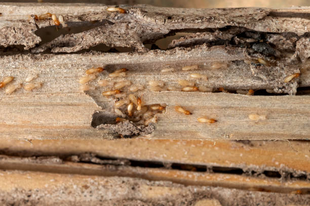 Best Bed Bug Extermination  in Willits, CA