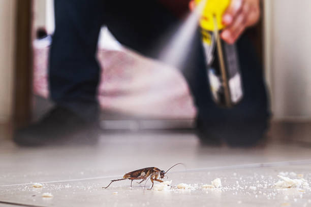Best Insect Control  in Willits, CA