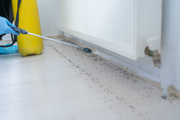 Insect Control in Willits, CA
